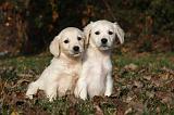 GOLDEN RETRIEVER 825